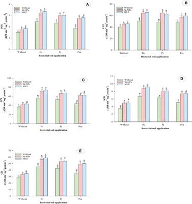 Integrative application of heavy metal–resistant bacteria, moringa extracts, and nano-silicon improves spinach yield and declines its contaminant contents on a heavy metal–contaminated soil
